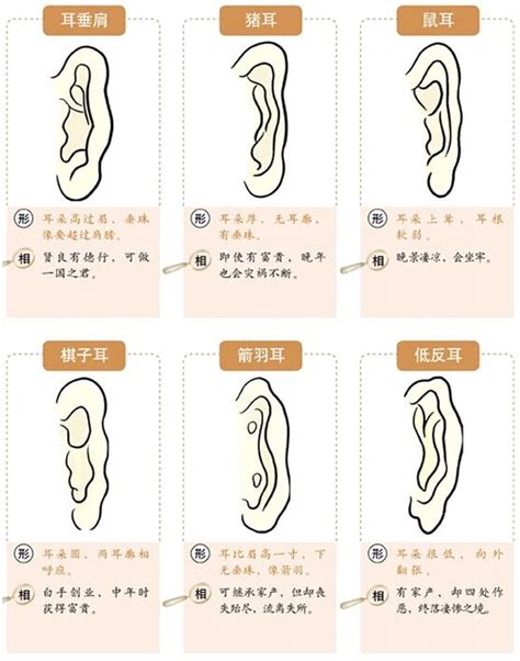 虎耳面相|面相耳朵图解【最详细版】 – 杨易德全集官网